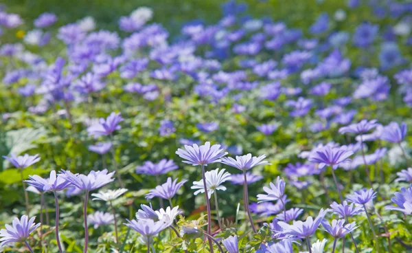 Flowering Anemone Blanda carpet — Stock Photo, Image