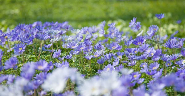 Tapete de floração Anemone Blanda — Fotografia de Stock