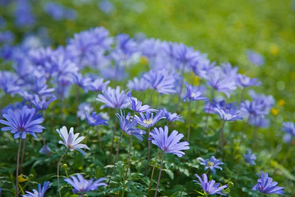 Flowering Anemone Blanda Carpet — Stock Photo, Image