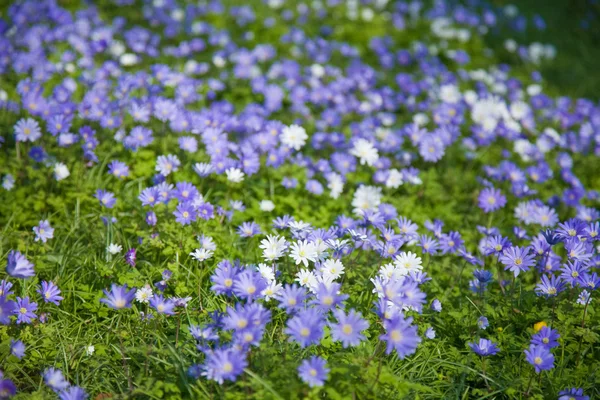 Bloeiende anemone blanda tapijt — Stockfoto