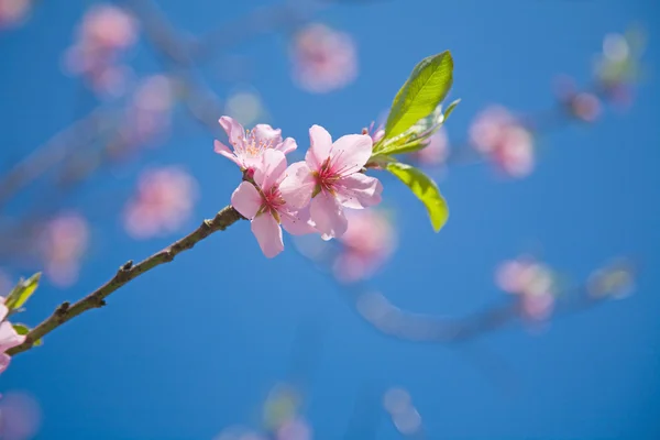 Våren bakgrund med äpple blommar — Stockfoto