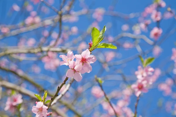Latar Belakang Musim Semi Dengan Bunga Apel — Stok Foto