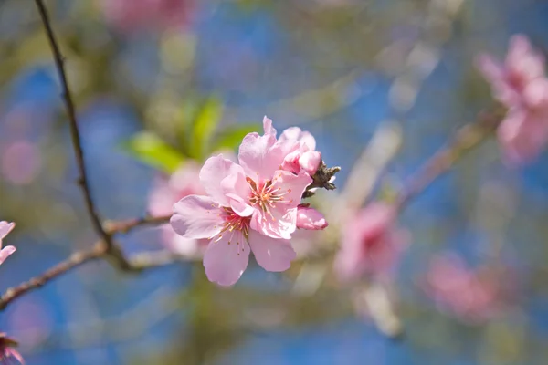Jarní pozadí s jabloňové květy — Stock fotografie
