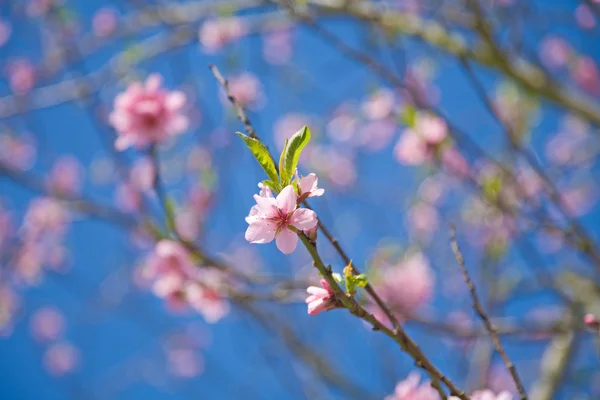 Jarní Pozadí Jabloňové Květy — Stock fotografie