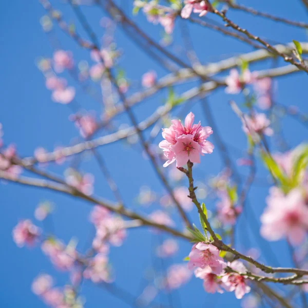 Våren Bakgrund Med Äpple Blommar — Stockfoto