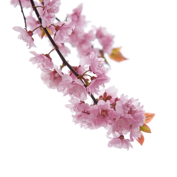 Pozadí na jaře s květy — Stock fotografie