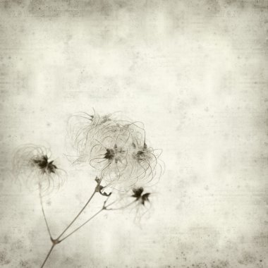 Textured old paper background with wild clematis seedheads clipart