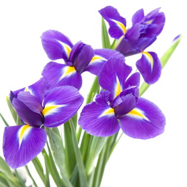 Beyaz arka planda izole edilmiş güzel koyu mor iris çiçeği.;