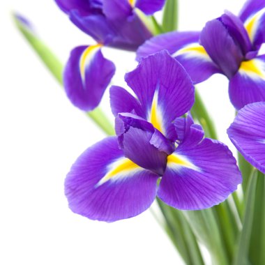 Beyaz arka planda izole edilmiş güzel koyu mor iris çiçeği.;