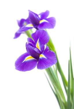 Beautiful dark purple iris flower isolated on white background clipart