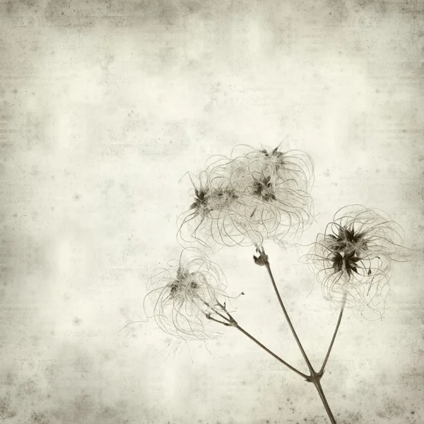 Textured old paper background with wild clematis seedheads — Stock Photo, Image