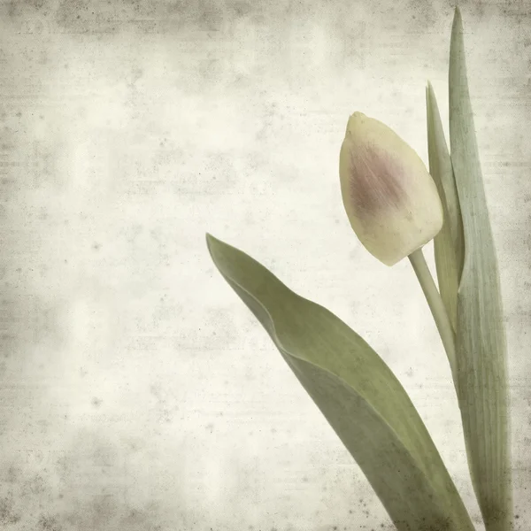 Fondo Papel Viejo Texturizado Con Tulipanes —  Fotos de Stock