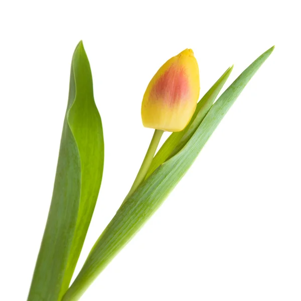 Fiore di tulipano variegato giallo e rosso; isolato su fondo bianco ; — Foto Stock