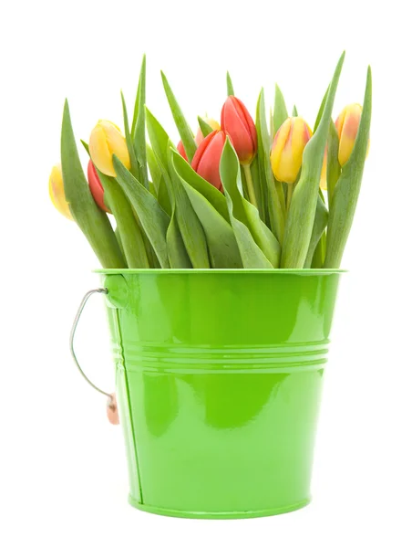 Gele Rode Tulpen Bloemen Groene Decoratieve Emmer Geïsoleerd Witte Achtergrond — Stockfoto