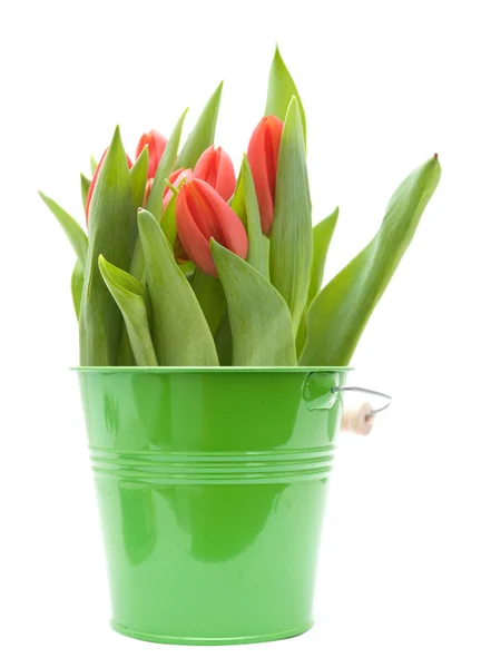 Red tulips flowers in green ornamental bucket; isolated on white background — Stock Photo, Image