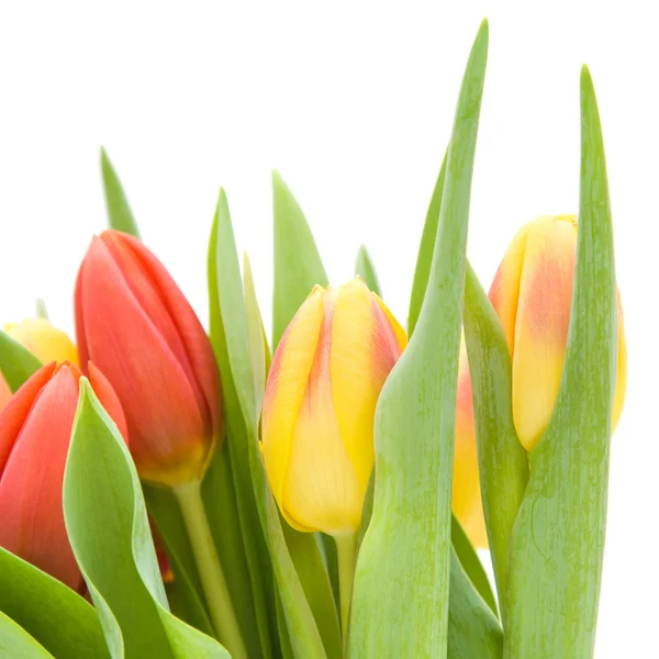 Yellow Red Variegated Tulips Flowers Isolated White Background — Stock Photo, Image