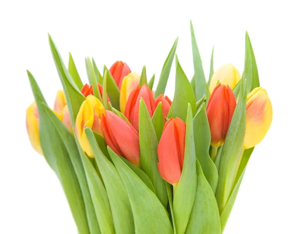 Flores Tulipanes Variegados Amarillos Rojos Aisladas Sobre Fondo Blanco —  Fotos de Stock