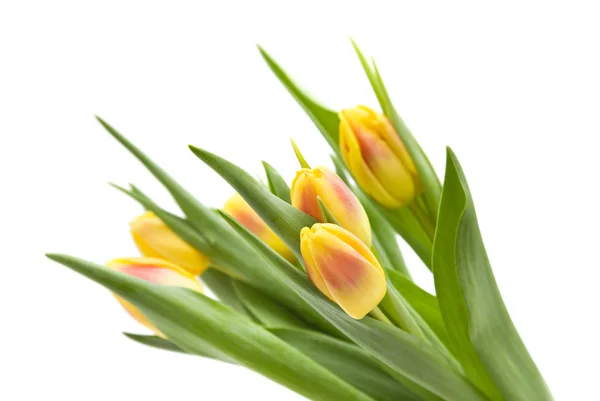 Жовті та червоні різноманітні квіти тюльпанів; ізольовані на білому тлі ; — стокове фото