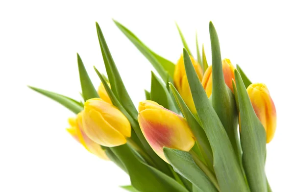 Yellow Red Variegated Tulips Flowers Isolated White Background — Stock Photo, Image