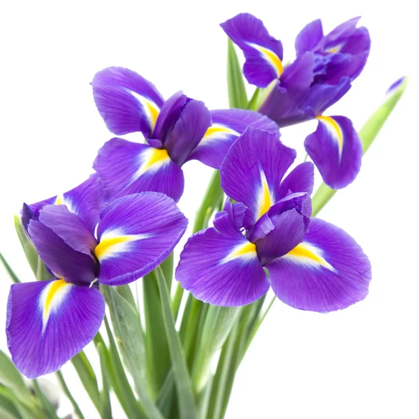 Hermosa Flor Iris Púrpura Oscura Aislada Sobre Fondo Blanco — Foto de Stock