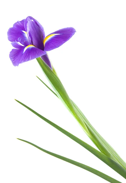 Bela flor de íris roxo escuro isolado no fundo branco ; — Fotografia de Stock