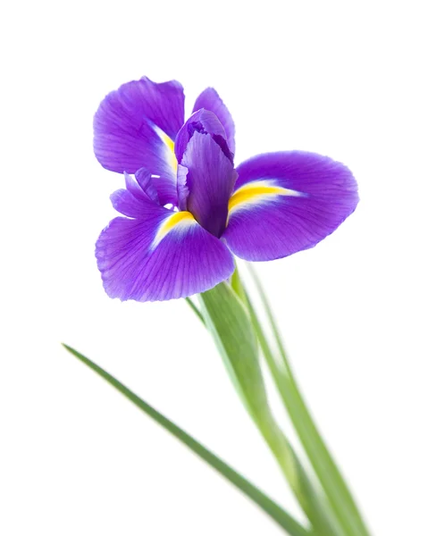 白い背景に孤立した美しい濃い紫色の虹彩の花; — ストック写真