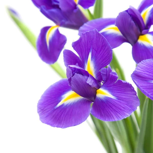 Vacker Mörk Lila Iris Blomma Isolerad Vit Bakgrund — Stockfoto