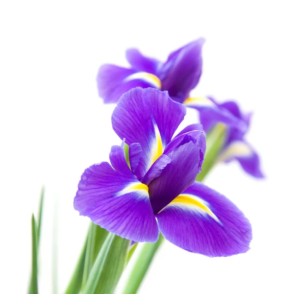 Bela flor de íris roxo escuro isolado no fundo branco — Fotografia de Stock