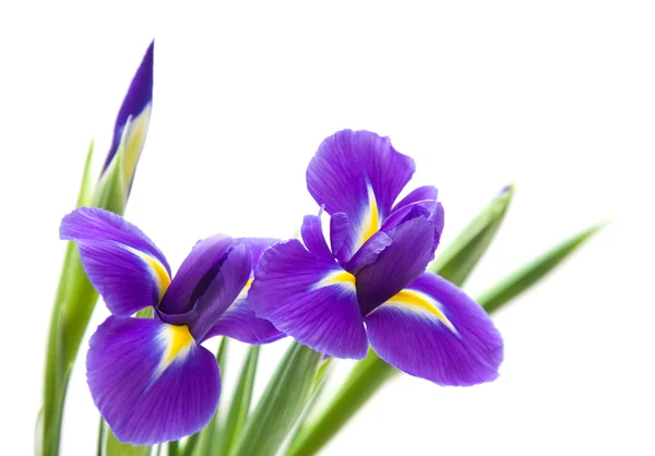 Gyönyörű sötét lila írisz virág elszigetelt fehér háttér — Stock Fotó