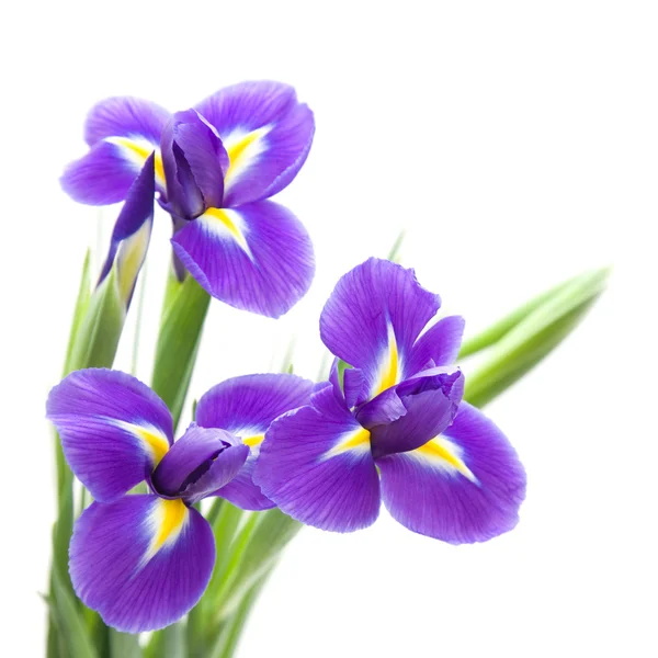 Mooie Donker Paarse Irisbloem Geïsoleerd Witte Achtergrond — Stockfoto