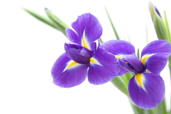 Schöne Dunkelviolette Irisblume Isoliert Auf Weißem Hintergrund — Stockfoto