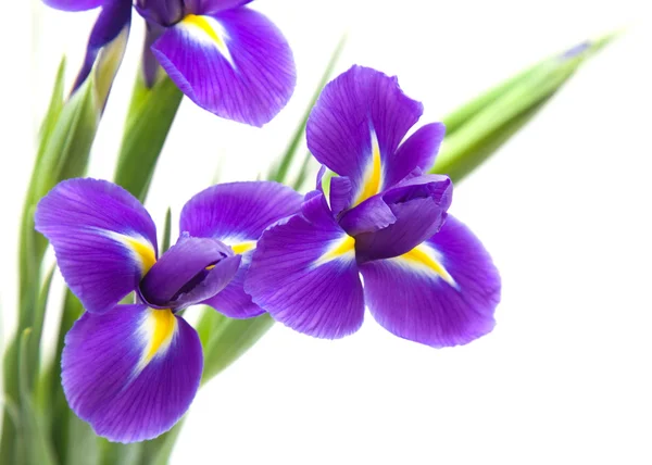 Schöne Dunkelviolette Irisblume Isoliert Auf Weißem Hintergrund — Stockfoto