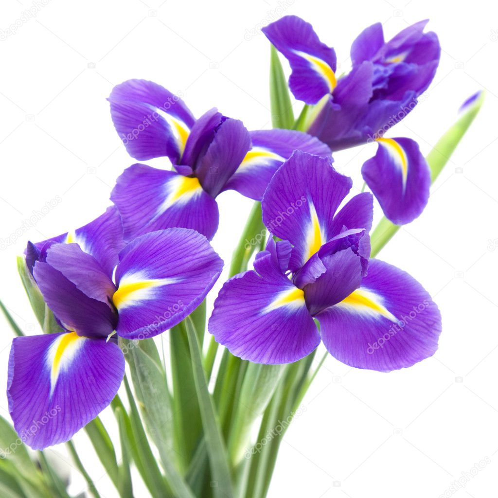 Beautiful dark purple iris flower isolated on white background;