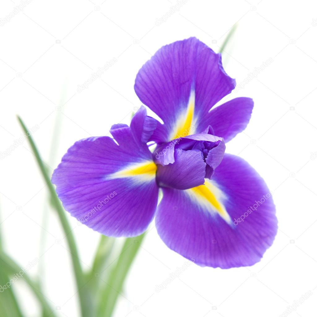 Beautiful Dark Purple Iris Flower Isolated White Background Stock ...
