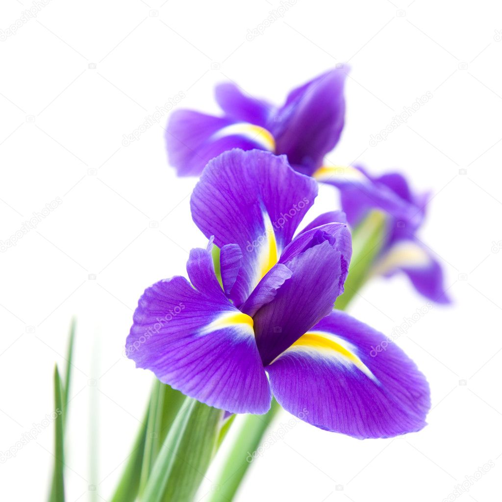 Beautiful dark purple iris flower isolated on white background ...