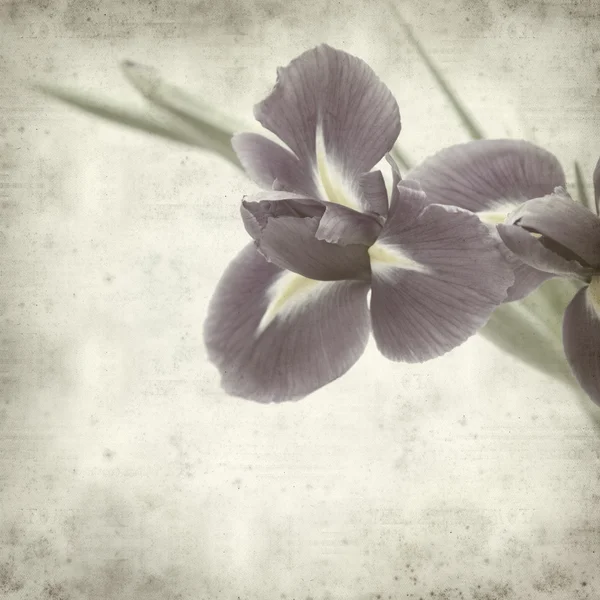 Fondo Papel Viejo Texturizado Con Flor Iris Púrpura Oscuro — Foto de Stock