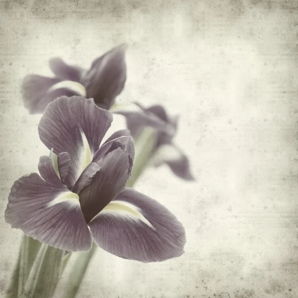 Texture Vecchio Sfondo Carta Con Iris Viola Scuro Fiore — Foto Stock