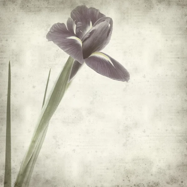 Teksturowane Stary Tło Ciemne Irys Fioletowy Kwiat — Zdjęcie stockowe