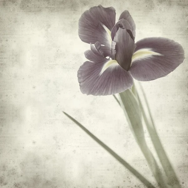 Vieux fond de papier texturé avec fleur d'iris violet foncé — Photo
