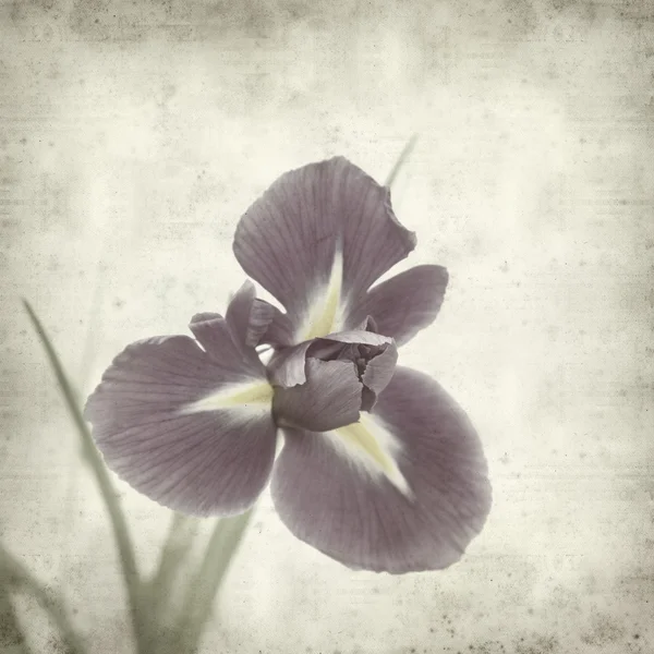 Texture vecchio sfondo di carta con iris viola scuro fiore — Foto Stock