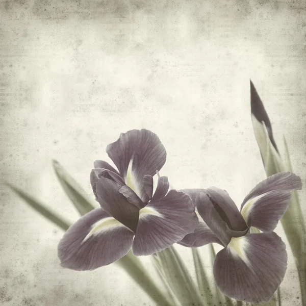 Texturizado fundo de papel velho com flor de íris roxo escuro — Fotografia de Stock