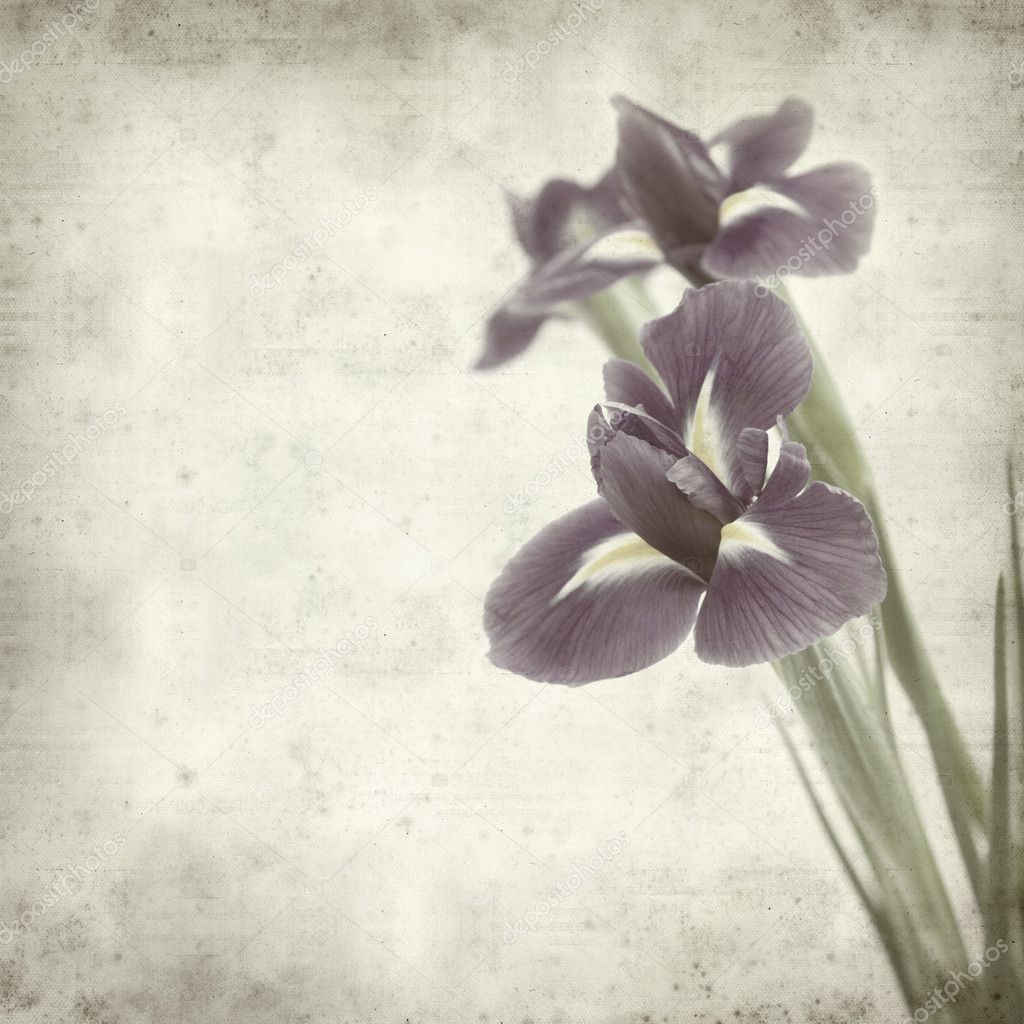 Textured old paper background with dark purple iris flower