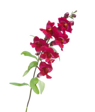 Bahçe snapdragon (aslanağzı), uyumak izole