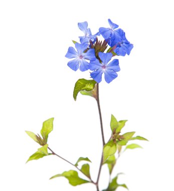 Ceratostigma flowers, isolated on white clipart