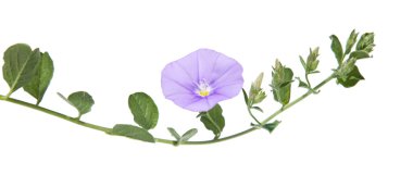 Convolvulus sabatius vine, isolated on white clipart