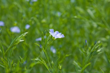 Keten bitki (Linum usitatissimum)