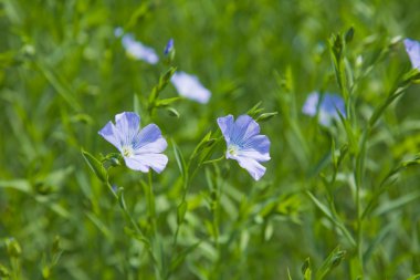 Keten bitki (Linum usitatissimum)