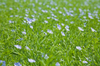 Keten bitki (Linum usitatissimum)