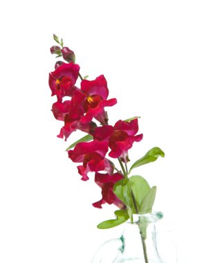 Bahçe snapdragon (aslanağzı), uyumak izole