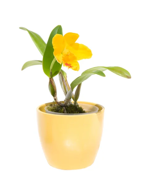 Pequena Orquídea Cattleya Amarela Brilhante Isolada Branco — Fotografia de Stock